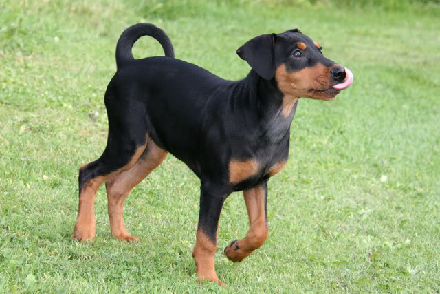 Nadira (Pinscher) Nye bilder 10/02!! - Page 2 068-2