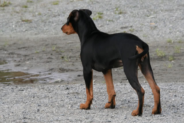 Nadira (Pinscher) Nye bilder 10/02!! - Page 2 076-1