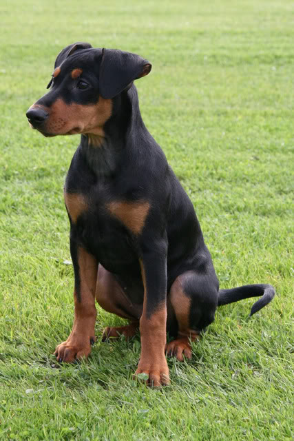 Nadira (Pinscher) Nye bilder 10/02!! - Page 2 081-2