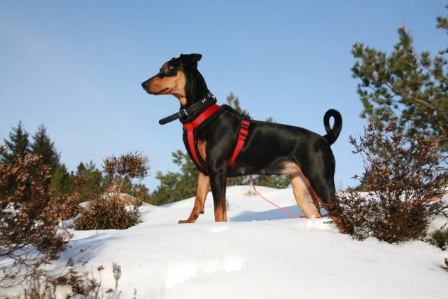 Nadira (Pinscher) Nye bilder 10/02!! - Page 3 094