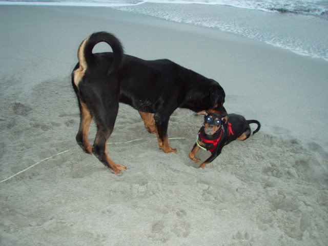 Nadira (Pinscher) Nye bilder 10/02!! - Page 2 Tyson02