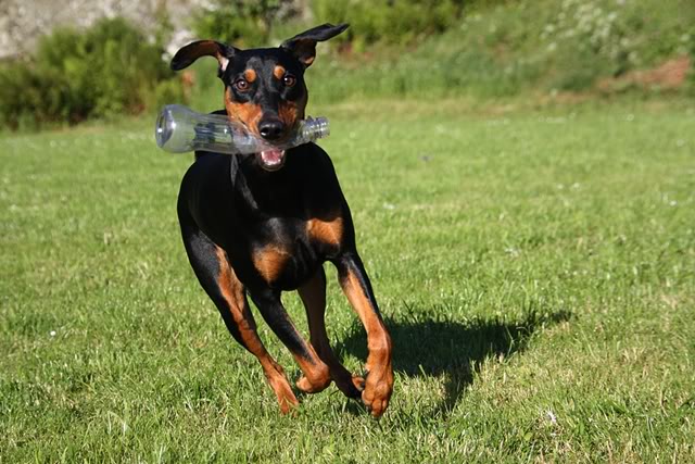 Nadira nyter sommeren! Pinscher01