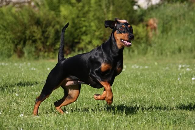 Nadira nyter sommeren! Pinscher03-1