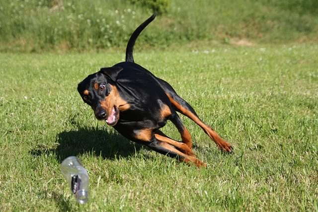 Nadira nyter sommeren! Pinscher04