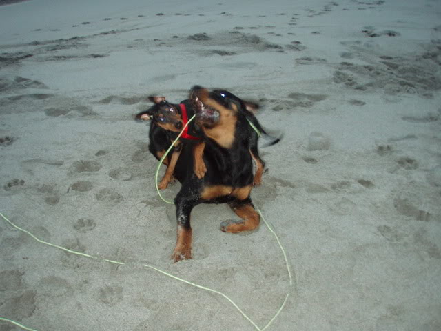 Nadira (Pinscher) Nye bilder 10/02!! - Page 2 Tyson03