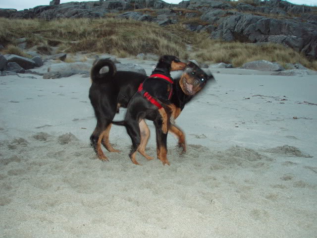 Nadira (Pinscher) Nye bilder 10/02!! - Page 2 Tyson04