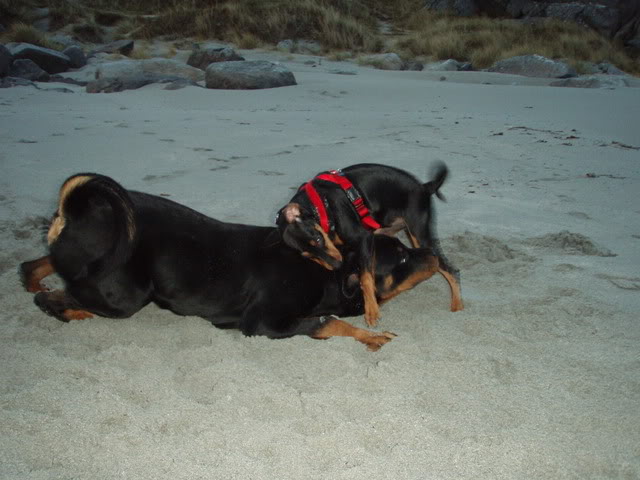 Nadira (Pinscher) Nye bilder 10/02!! - Page 2 Tyson05