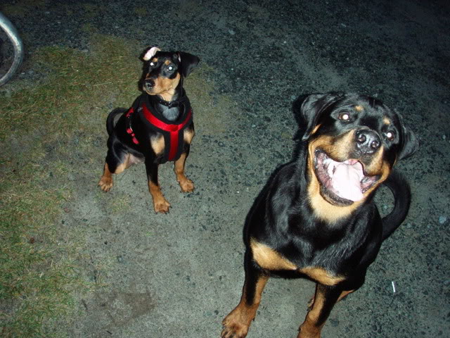 Nadira (Pinscher) Nye bilder 10/02!! - Page 2 Tyson06