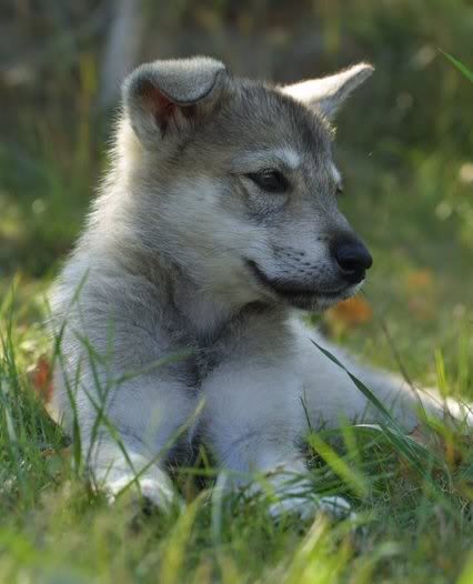 Breed: Tamaskans Dtamaskan