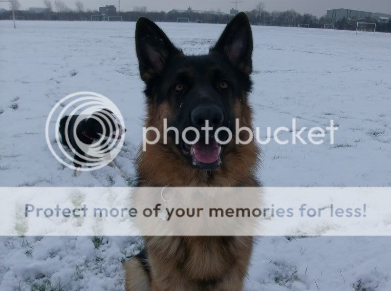 Voting For Calendar Competition - January Snowydogwalk002