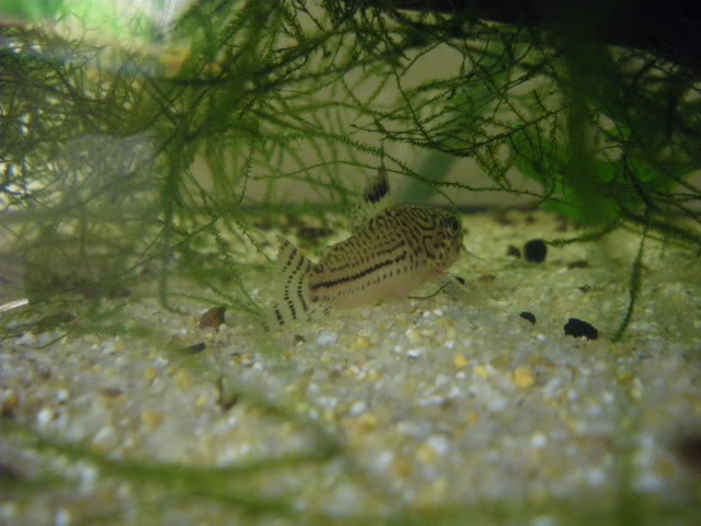 Fotografias de corydoras - Fotogaleria IMGP0104