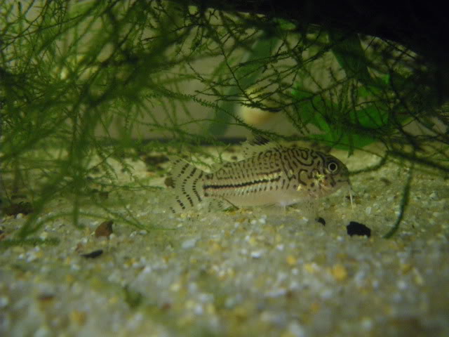 Fotografias de corydoras - Fotogaleria IMGP0105