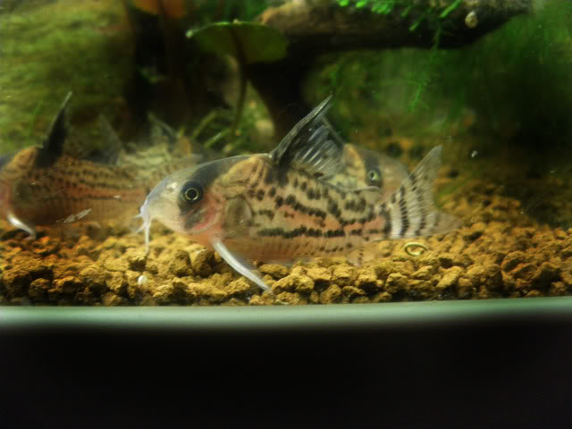 Fotografias de corydoras - Fotogaleria GP0002