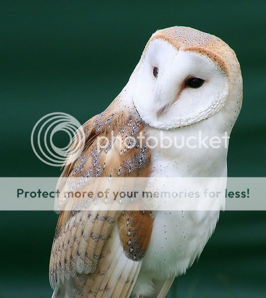 Owls Barnowl