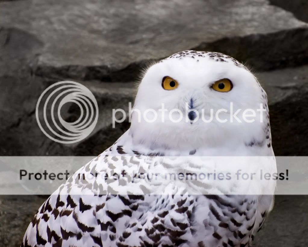 Owls Snowy_Owl_1