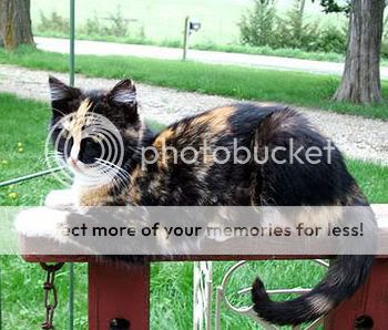 Cats Tortoiseshellcat