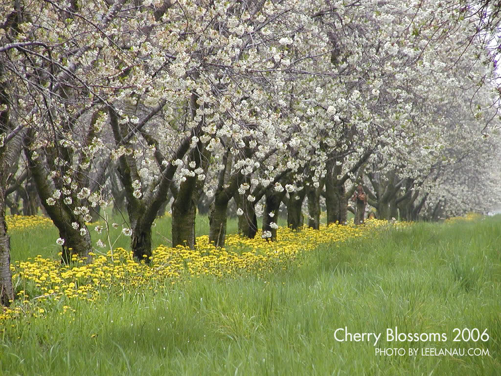 ابداع الخالق Cherry-blossoms-2006-1152