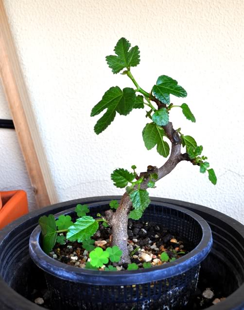 1st Post - Shohin Fig Tree (Ficus Carica) DSC_0020