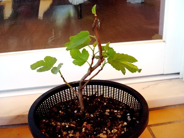 1st Post - Shohin Fig Tree (Ficus Carica) Figueira004