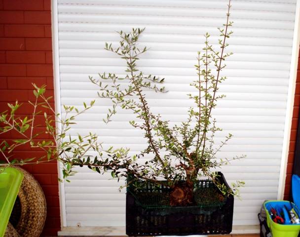 Olea europaea 2009-2012 DSC01712