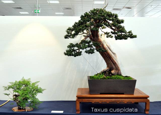 Portuguese Bonsai Congress 2012 report DSC_1890