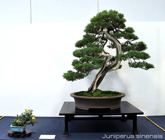 Portuguese Bonsai Congress 2012 report DSC_1914