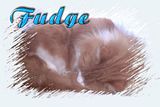 Portal piccies: Th_fudge