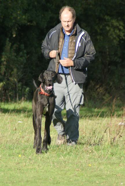 Colin ~ Great Dane - HOMED 021_zps062f577d