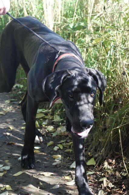 Colin ~ Great Dane - HOMED 069_zps9e9b154d