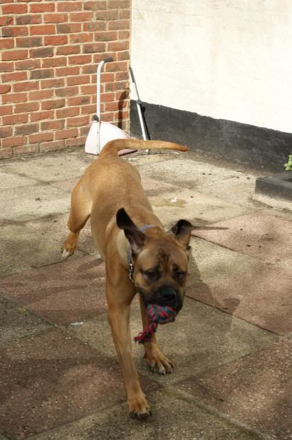 JESSY - DDB X - HOMED 160_zps296027ad