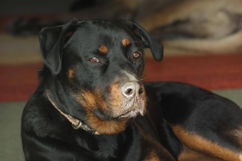 Bella - Rotti - HOMED - Page 2 214_zps7605d0e9