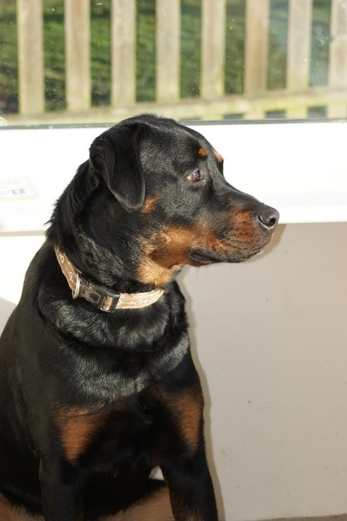 Bella - Rotti - HOMED - Page 2 216_zps71e88dc8