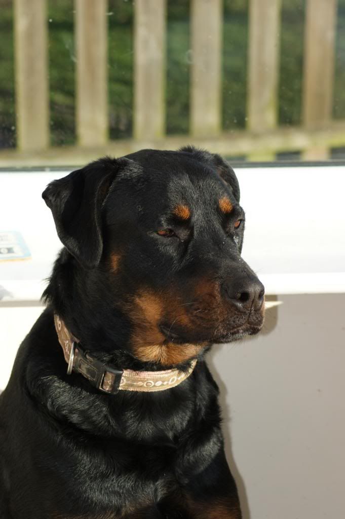 Bella - Rotti - HOMED - Page 2 217_zps9f137e6a