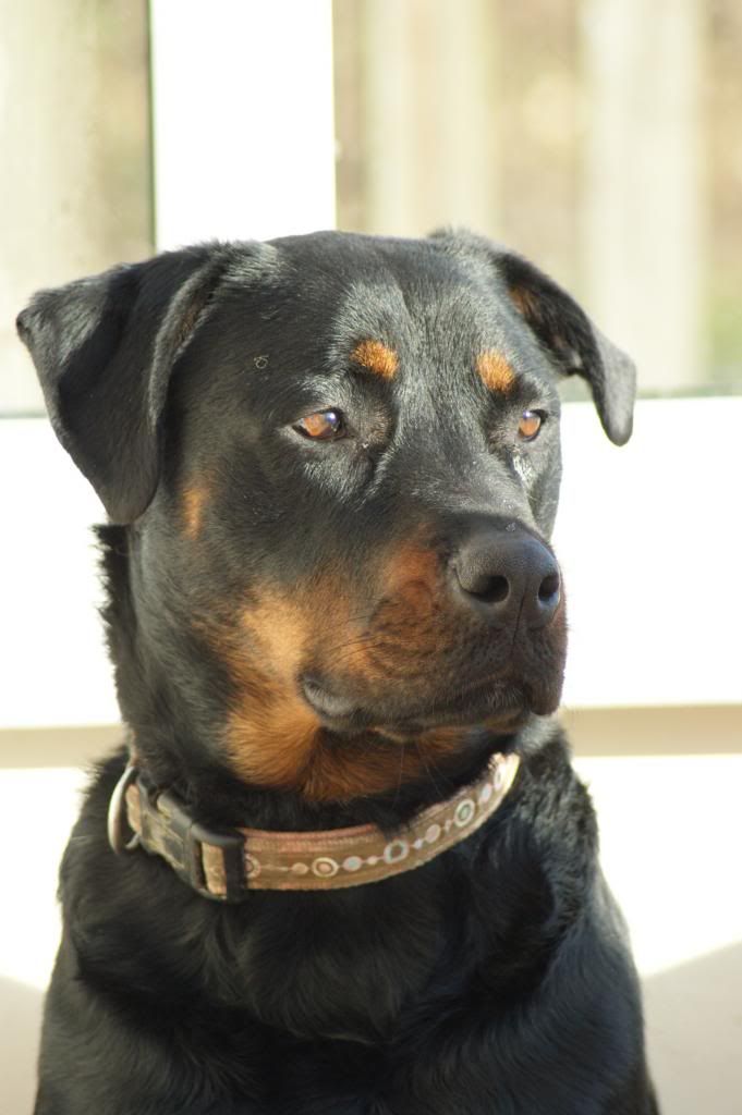 Bella - Rotti - HOMED - Page 2 222_zps8a8f3cf1