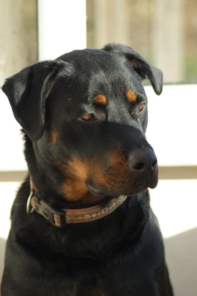 Bella - Rotti - HOMED - Page 2 223_zps407d207b