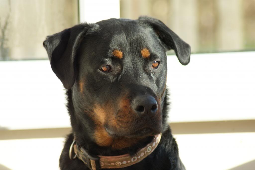 Bella - Rotti - HOMED - Page 2 225_zpse52469fa