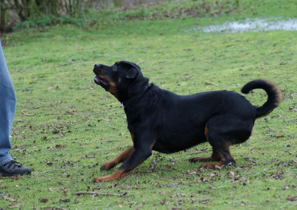 Bella - Rotti - HOMED - Page 2 Bella021_zpsf898fd4a