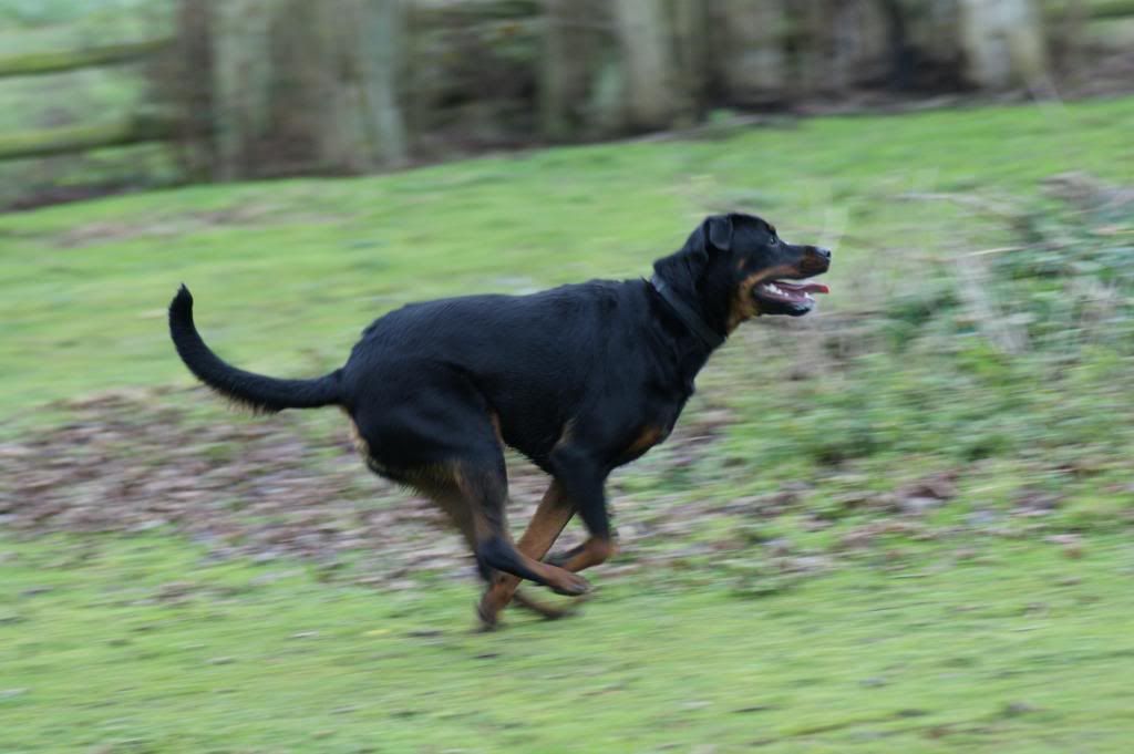 Bella - Rotti - HOMED - Page 2 Bella022_zps0aa241bf