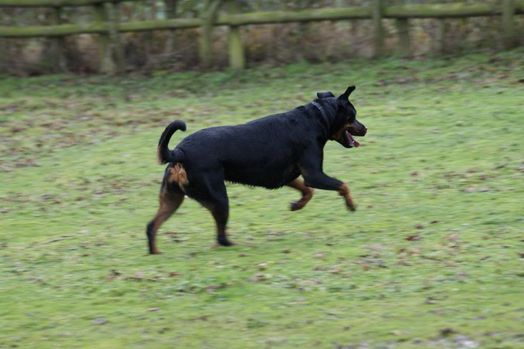 Bella - Rotti - HOMED - Page 2 Bella023_zpsae00d476