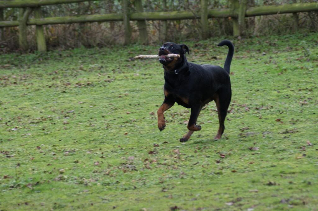 Bella - Rotti - HOMED - Page 2 Bella024_zpsb62f483d