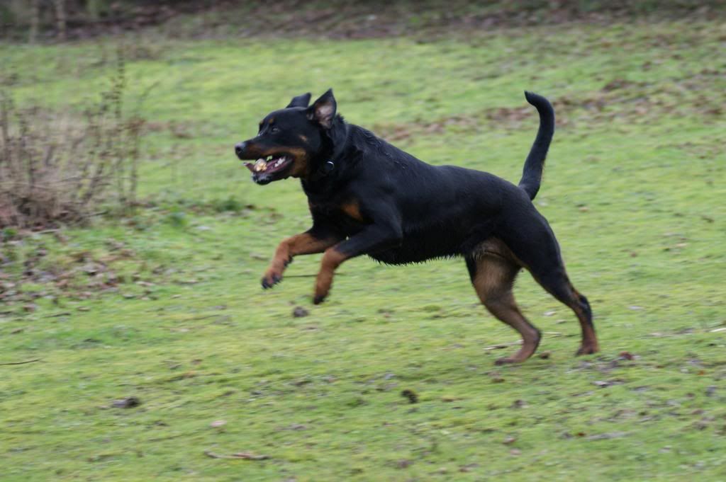 Bella - Rotti - HOMED - Page 2 Bella025_zps675f1323