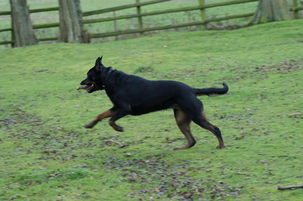 Bella - Rotti - HOMED - Page 2 Bella026_zps8b75af09