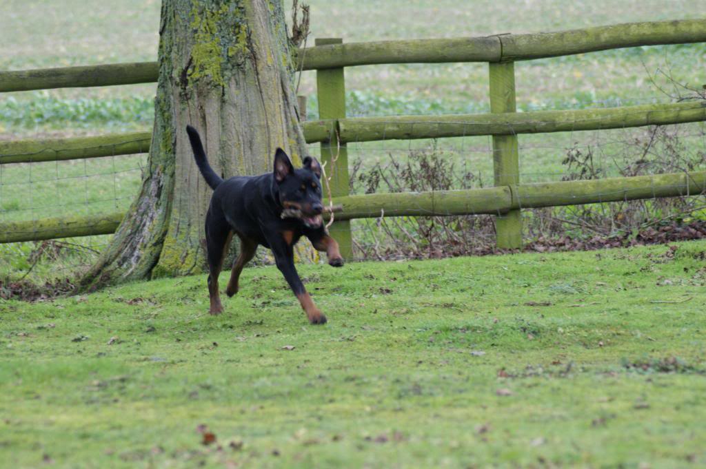 Bella - Rotti - HOMED - Page 2 Bella037_zps8ccc5fc4