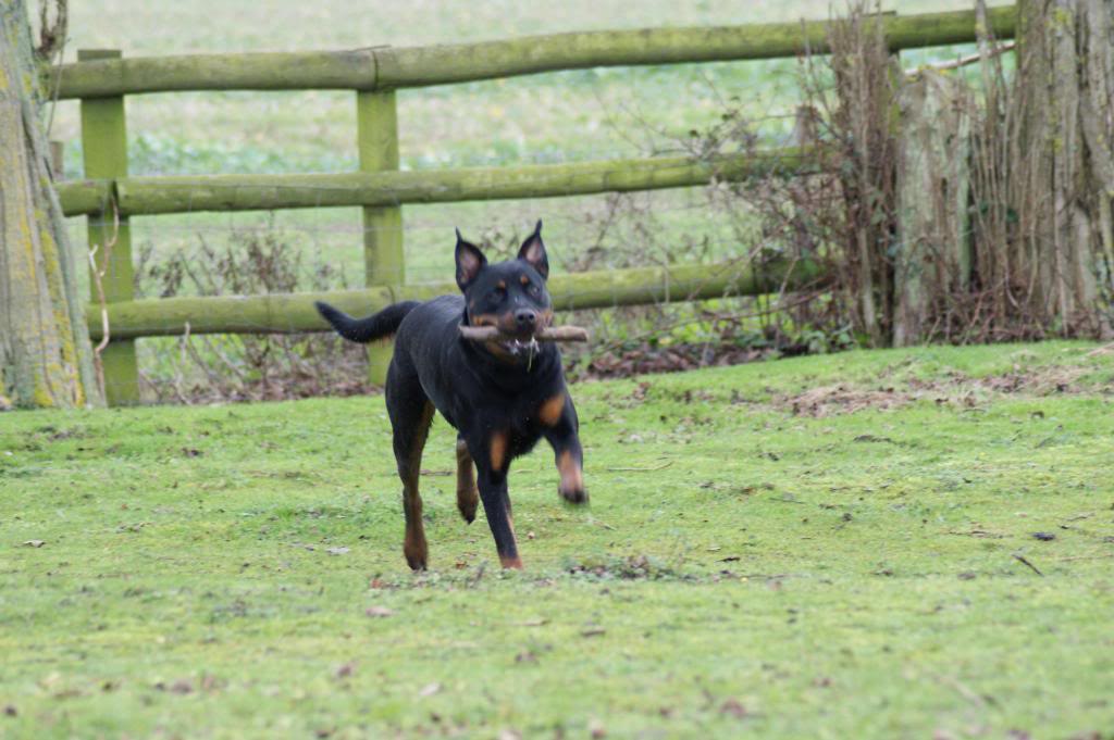 Bella - Rotti - HOMED - Page 2 Bella038_zps3ebb3870