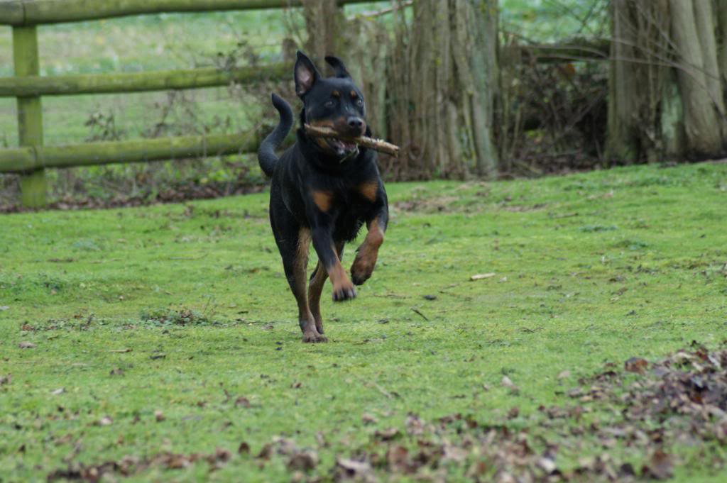 Bella - Rotti - HOMED - Page 2 Bella039_zpsb0a8bd81