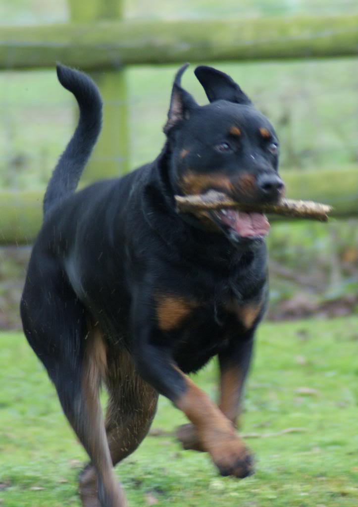 Bella - Rotti - HOMED - Page 2 Bella040_zps9b2c0124