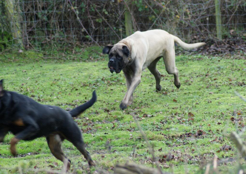 Bella - Rotti - HOMED - Page 2 Bella056_zpsb4e5f2fd