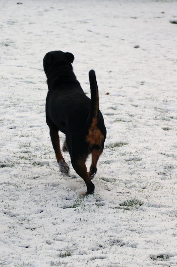 Bella - Rotti - HOMED - Page 3 Bella10011_zps98e60484