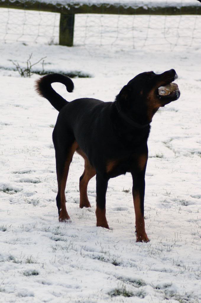 Bella - Rotti - HOMED - Page 3 Bella10013_zps8192675f