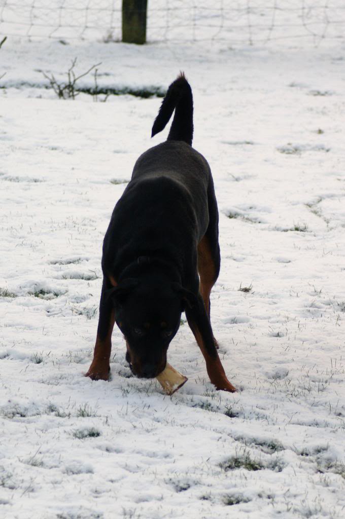 Bella - Rotti - HOMED - Page 3 Bella10015_zps29906c4c